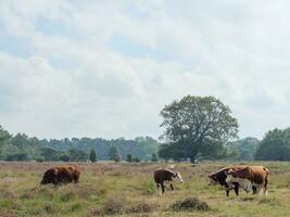 haaksbergen in the netherlands photo