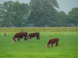 haaksbergen in the netherlands photo