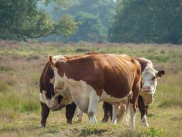 haaksbergen in the netherlands photo