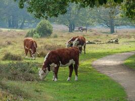 haaksbergen in the netherlands photo