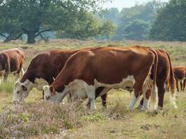 haaksbergen in the netherlands photo