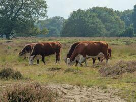 haaksbergen in the netherlands photo