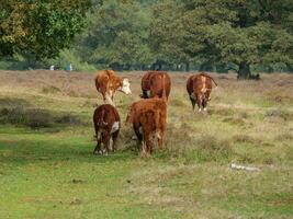 haaksbergen in the netherlands photo