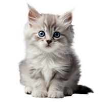 linda pequeño gato en transparente fondo, creado con generativo ai png