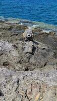 klippig strand på de kanariefågel ö av tenerife video