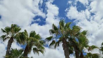 View of palm trees moving in the wind against blue sky with few clouds. video