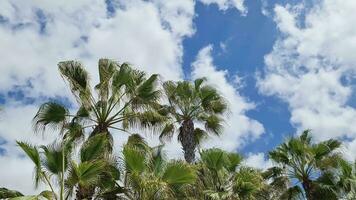 View of palm trees moving in the wind against blue sky with few clouds. video