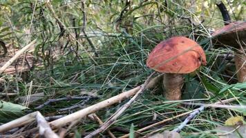 Steinpilz Pilz mit ein rot Deckel im das Gras Nahaufnahme, Kamera im Bewegung video