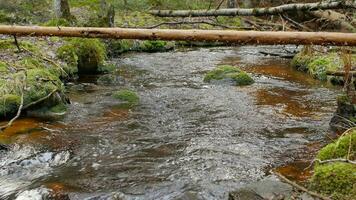 kronkelend rivier- stromen tussen groot groen keien, een log is gegooid aan de overkant de rivier- video