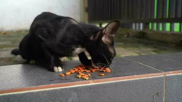 nero gatto è mangiare speciale asciutto cibo video