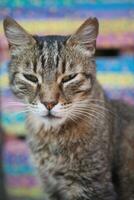 gray street cat looking around outdoor , photo