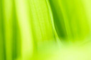 Gradient Nature view of green leaf on blurred greenery background in garden with copy space using as background natural green plants landscape, ecology, fresh wallpaper photo