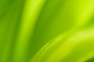 Gradient Nature view of green leaf on blurred greenery background in garden with copy space using as background natural green plants landscape, ecology, fresh wallpaper photo