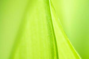 Gradient Nature view of green leaf on blurred greenery background in garden with copy space using as background natural green plants landscape, ecology, fresh wallpaper photo