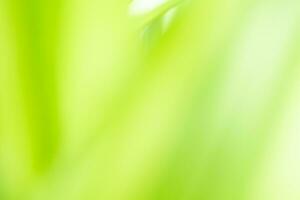 Gradient Nature view of green leaf on blurred greenery background in garden with copy space using as background natural green plants landscape, ecology, fresh wallpaper photo