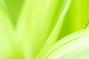 Gradient Nature view of green leaf on blurred greenery background in garden with copy space using as background natural green plants landscape, ecology, fresh wallpaper photo