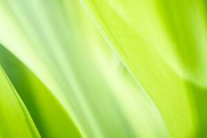 Gradient Nature view of green leaf on blurred greenery background in garden with copy space using as background natural green plants landscape, ecology, fresh wallpaper photo