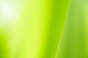 Gradient Nature view of green leaf on blurred greenery background in garden with copy space using as background natural green plants landscape, ecology, fresh wallpaper photo