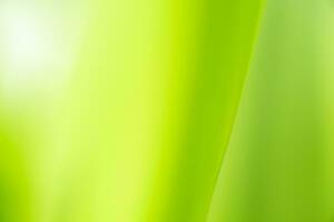 Gradient Nature view of green leaf on blurred greenery background in garden with copy space using as background natural green plants landscape, ecology, fresh wallpaper photo