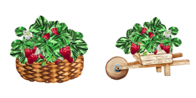 Garten Wagen und Korb mit Viktoria. reif Erdbeeren im botanisch Stil auf ein transparent Hintergrund. zum Ihre Design png