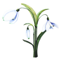 Watercolor snowdrops. Botanical illustration of flowers. Watercolor illustration of a bouquet on a transparent background. Bud, flower, inflorescence, leaf. For print, design and decor png