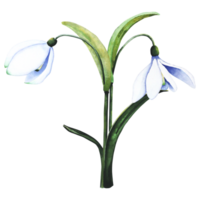 Watercolor snowdrops. Botanical illustration of flowers. Watercolor illustration of a bouquet on a transparent background. Bud, flower, inflorescence, leaf. For print, design and decor png