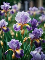 hermosa iris flor en el jardín generativo ai foto