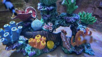 Colorful Tropical Coral Reefs of a beautiful underwater colorful fishes video