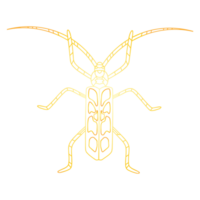 Golden beetle. Golden bug png