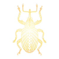 Golden beetle. Golden bug png