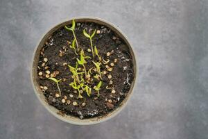 putting small seed of hot pepper in a pot with soil photo