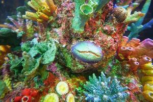 Colorful Tropical Coral Reefs of a beautiful underwater colorful fishes photo