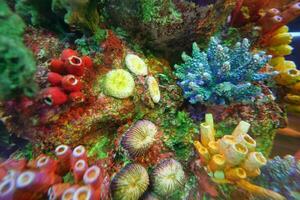 Colorful Tropical Coral Reefs of a beautiful underwater colorful fishes photo