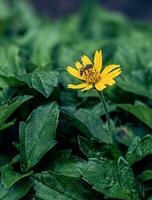 Honeybee and yellow flower in summer photo