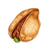 Watercolor illustration of pistachio nut. Healthy food, snack for picnic, festival, Oktoberfest. Isolated. Ideal food concept, packaging design, cafe, restaurant, menu. png