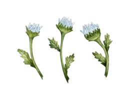 White buds of daisies isolated. Freehand watercolor drawing, botanical illustration. Great pattern for kitchen, home decor, stationery, wedding invitations and clothing printing. png