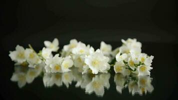 Branch of blooming fragrant white jasmine flowers isolated on black background video