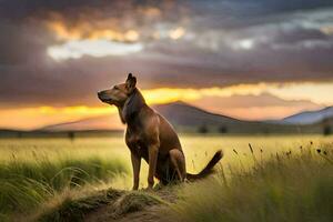 a dog sitting in the middle of a field at sunset. AI-Generated photo