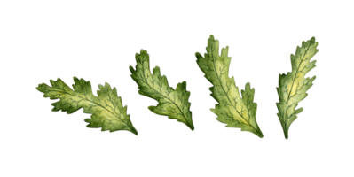 Set of green chamomile leaves isolated. Freehand watercolor drawing, botanical illustration. Great pattern for kitchen, home decor, stationery, wedding invitations and clothing printing. png