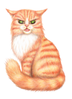 colori lápis ilustração do a Bravo gengibre gato. gatinho com desapontado grande amarelo olhos. desenho animado engraçado gatinha desenhando para imprime. isolado. desenhado de mão. png