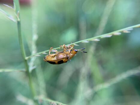 Macro shot of tortoise beetle or Aspidimorpha miliaris photo