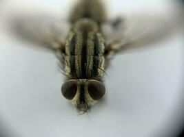 un macro Disparo de mosca en un blanco antecedentes foto