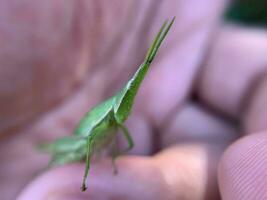 Macro shot of Grasshopper or Caelifera photo