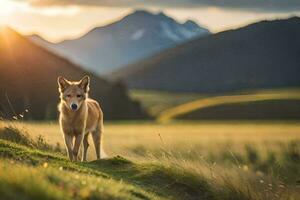 a lone wolf stands in the grass at sunset. AI-Generated photo