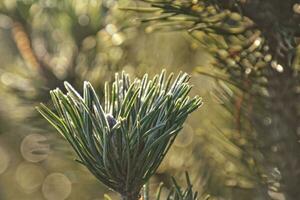 frosted green star twig of a Christmas tree in the winter sun photo