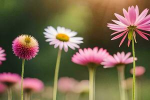 pink flowers in a field with sun shining. AI-Generated photo