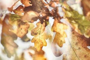 Impressionistic background with autumn brown oak leaves illuminated by the warm sun photo