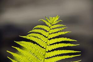 delicate green branch of ferns against a dark spring forest background, photo