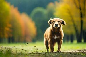 a golden retriever standing in the middle of a field. AI-Generated photo