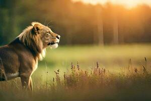 the lion is standing in the grass at sunset. AI-Generated photo